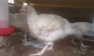 Healthy 6 Weeks Plus Broilers