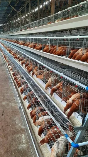 Battery Cage For Layers