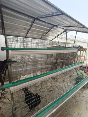 Battery Cage For Layers