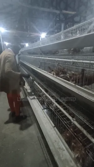 Cage For Chickens