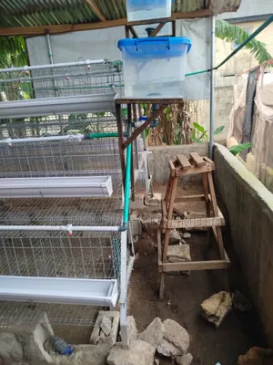 Cages For Layers