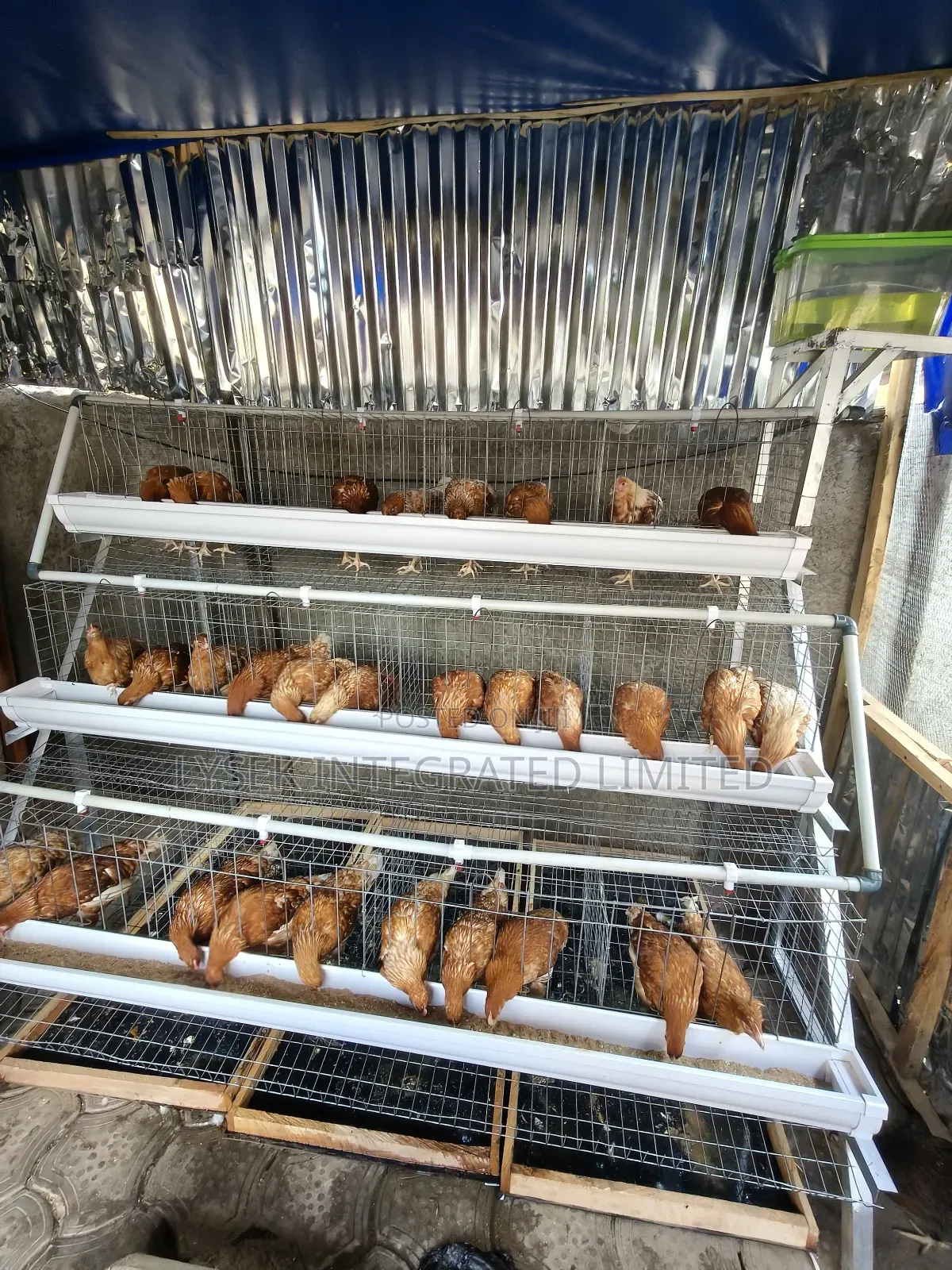Battery Cage For Layers And Broilers