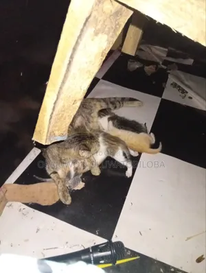 1-3 months Female Mixed Breed Exotic