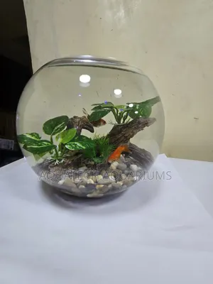 Aquarium Fish Bowl