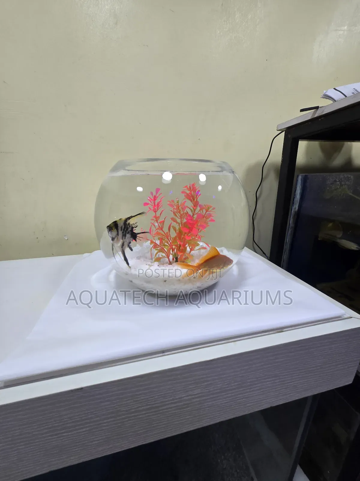 Fish Bowl Mini