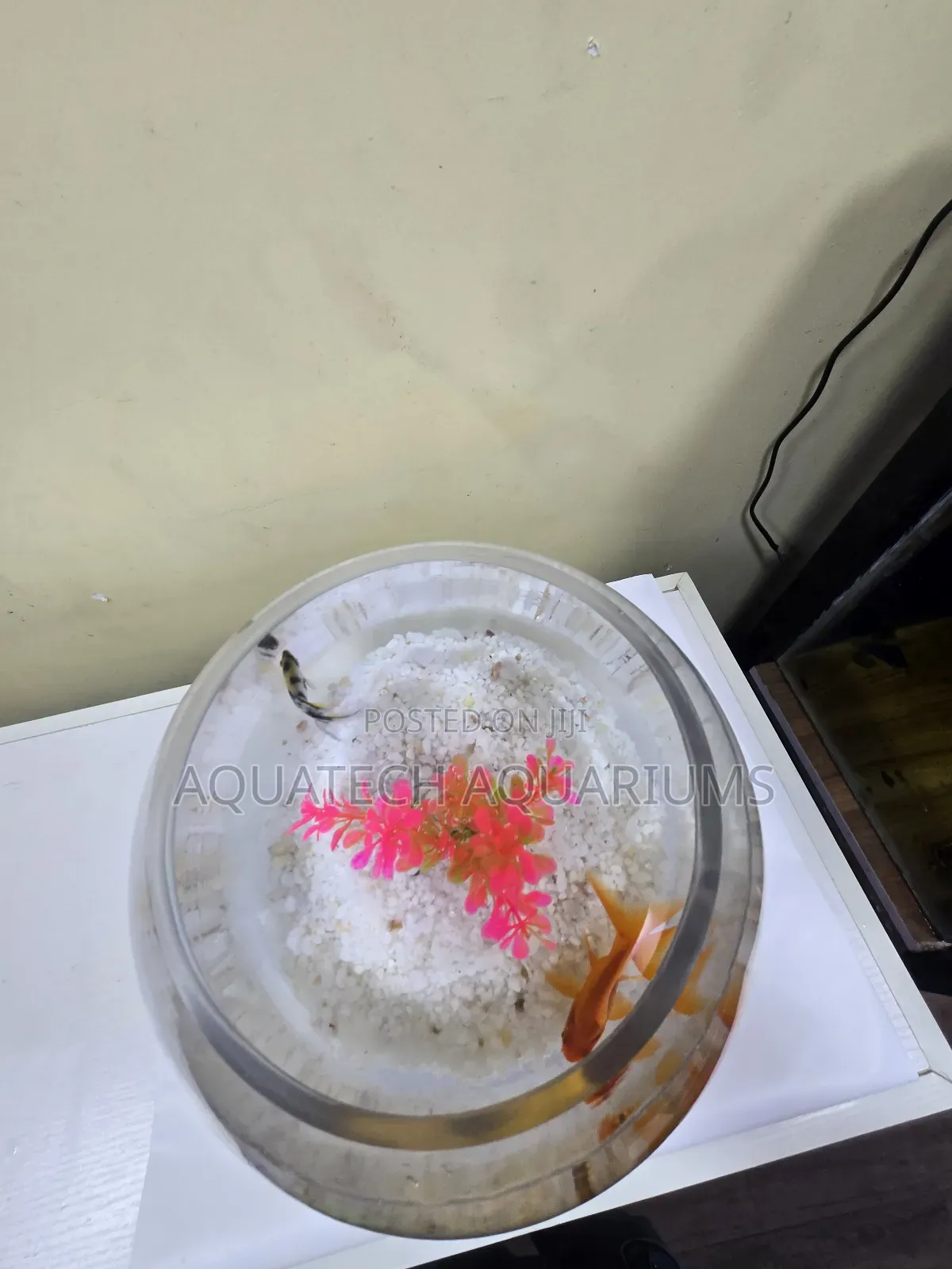 Fish Bowl Mini