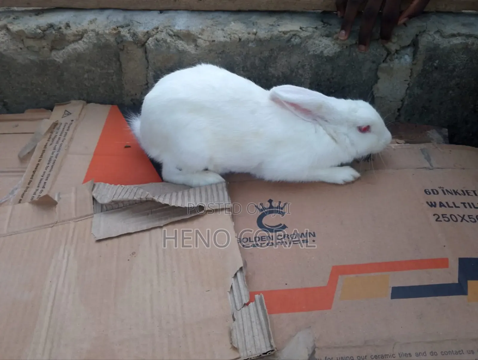 Rabbit for Sale