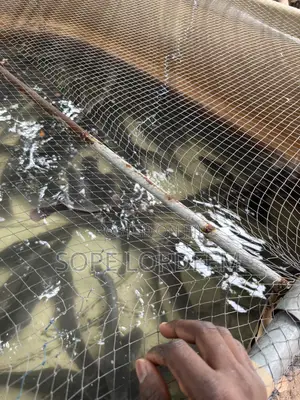 Smoking Size Catfish