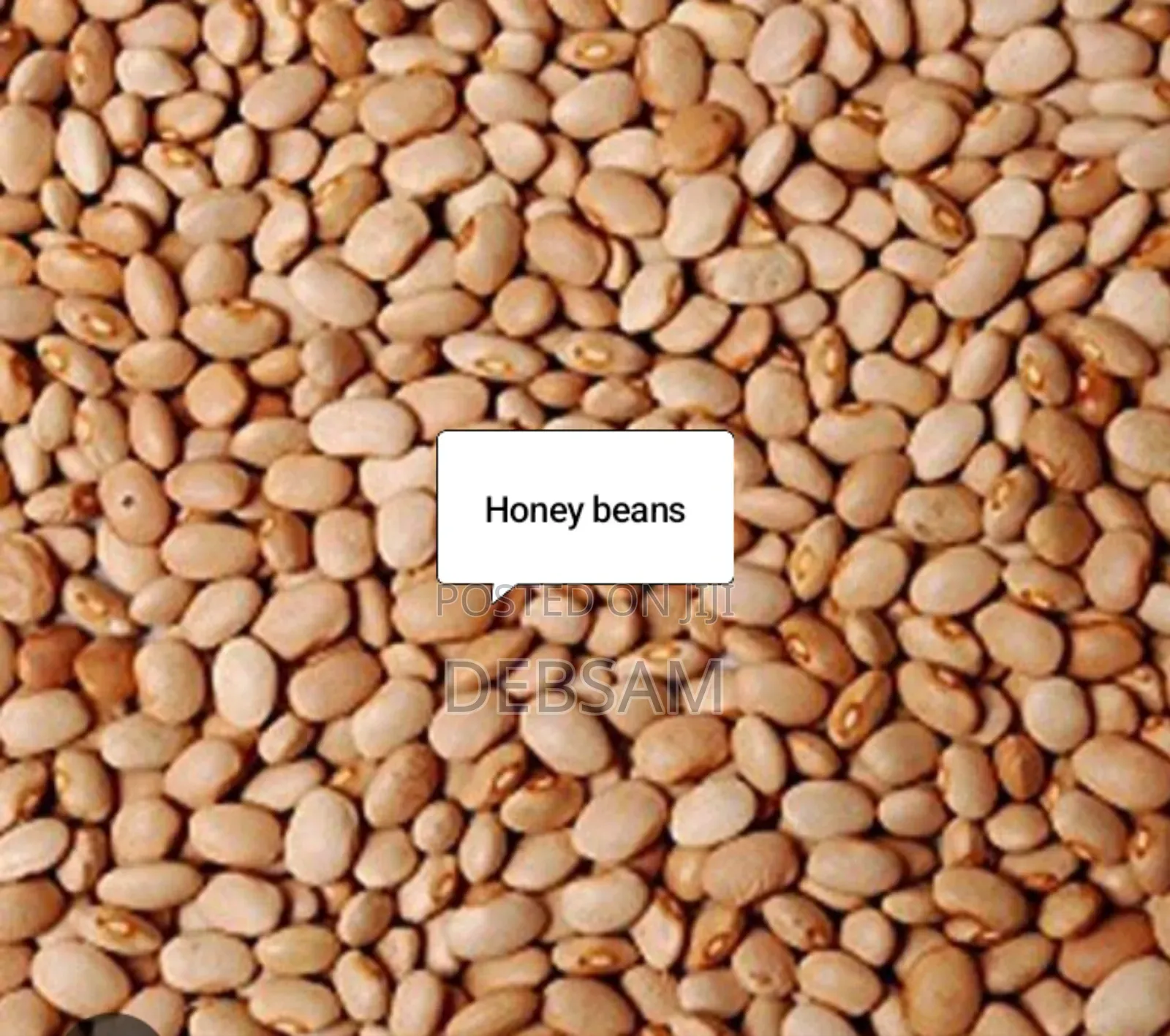 Picked Honey Beans