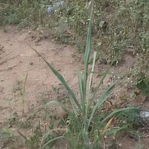 Commercial Land for Sale Opposite Lekki Epe Expressway