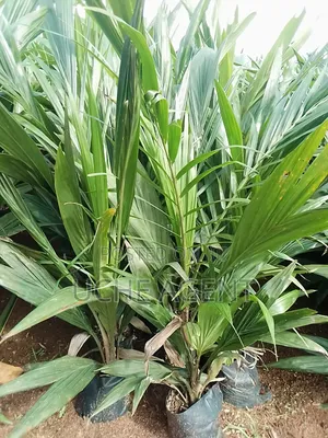 Malaysia Palm