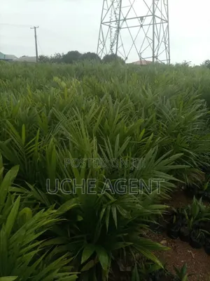 Malaysia Palm