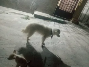 1+ year Male Purebred American Eskimo