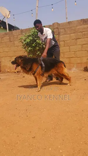 1+ year Male Purebred German Wirehaired Pointer
