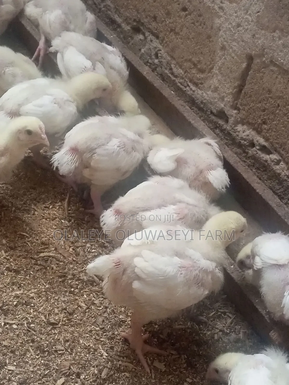 4 Weeks Broilers