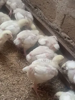 4 Weeks Broilers