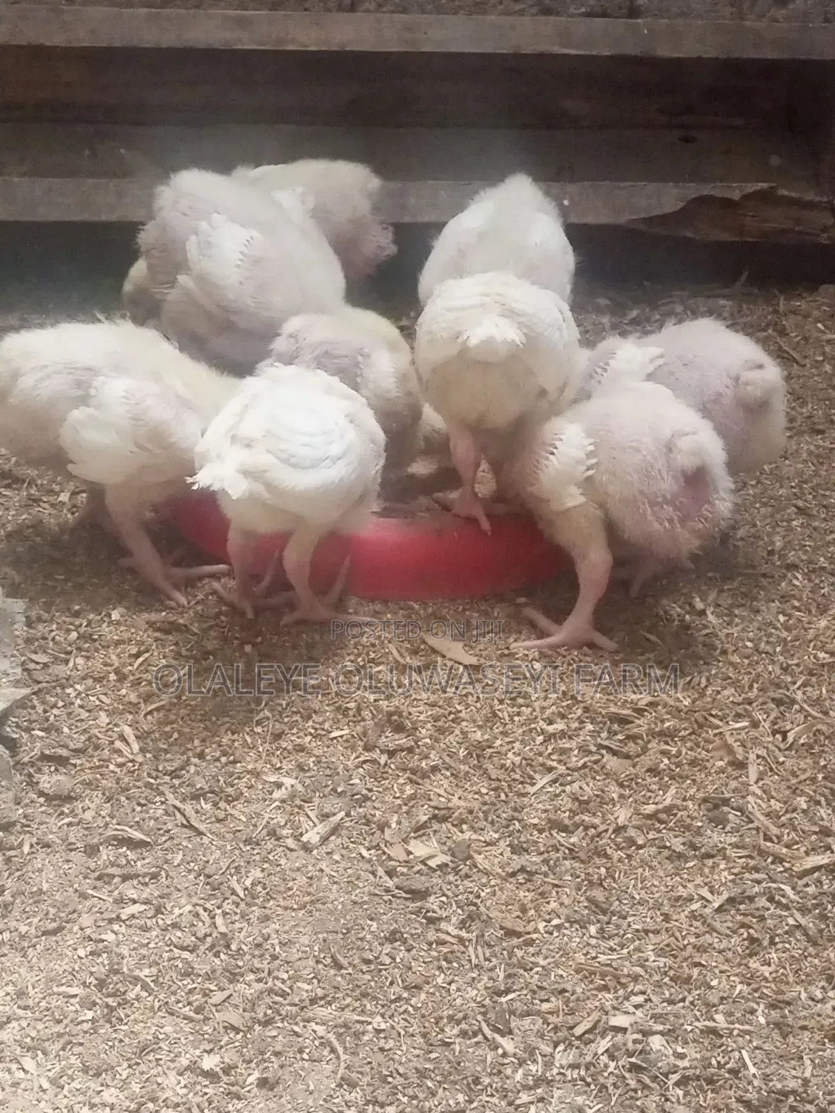 4 Weeks Broilers