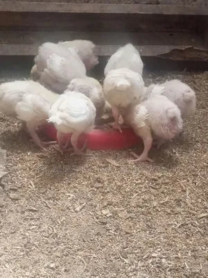 4 Weeks Broilers