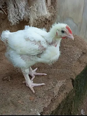 4 Weeks Broilers