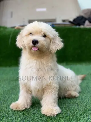 1+ year Male Purebred Lhasa Apso