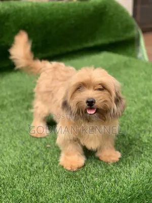 1+ year Male Purebred Lhasa Apso