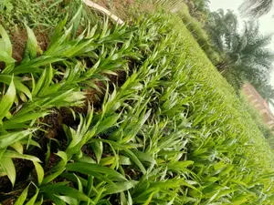 Fresh Uprooted Palm Seedlings,Plant Today, Harvest Tomorrow