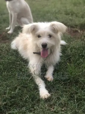1+ year Male Purebred Lhasa Apso
