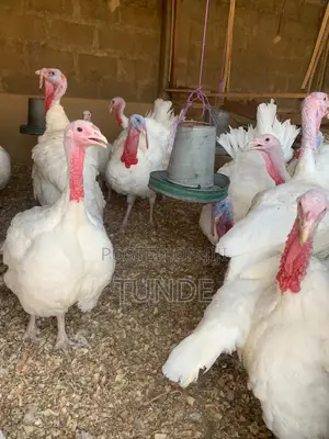 Live Foreign Turkey 10-18kg Each