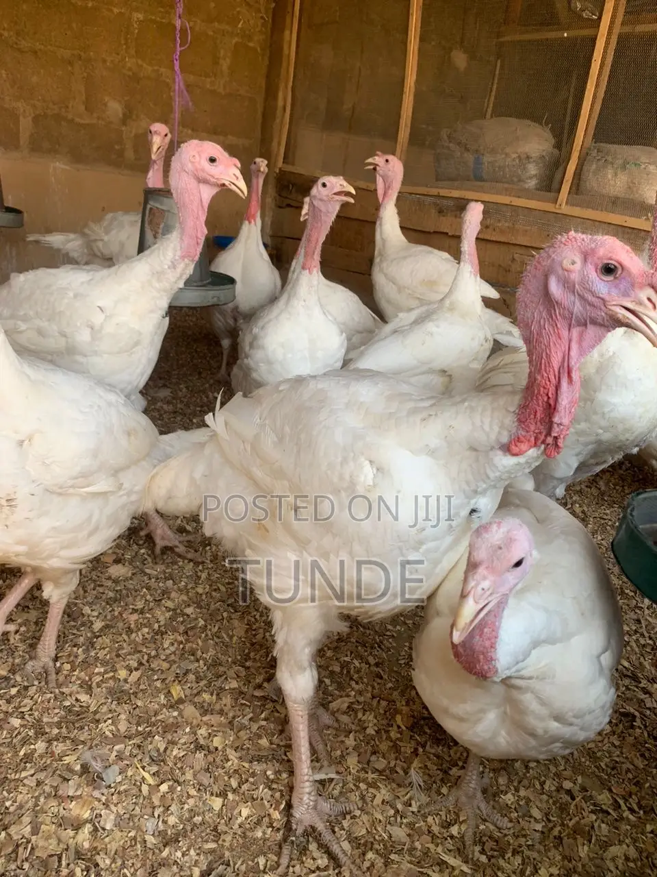Live Foreign Turkey 10-18kg Each