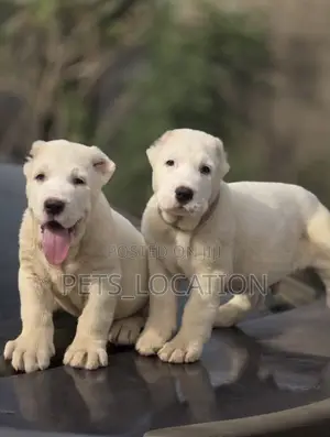 1-3 months Male Purebred Alabai