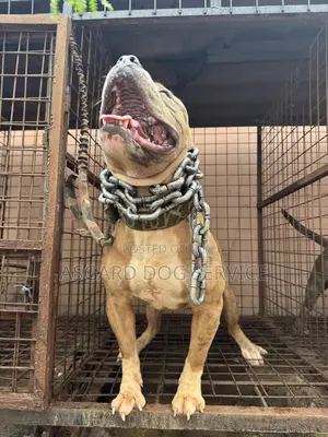 6-12 months Male Purebred American Bully