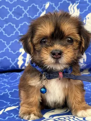 1-3 months Female Purebred Lhasa Apso