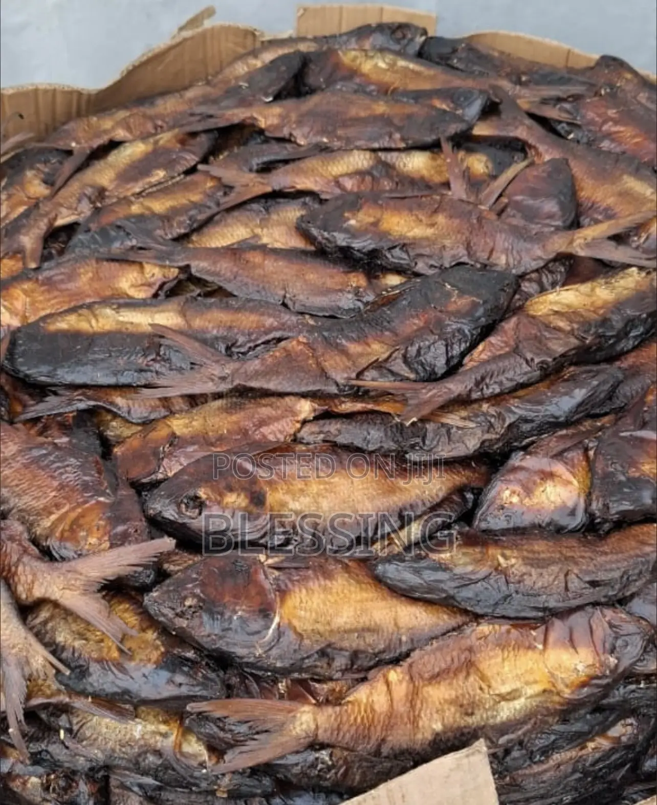 Bonga Fish