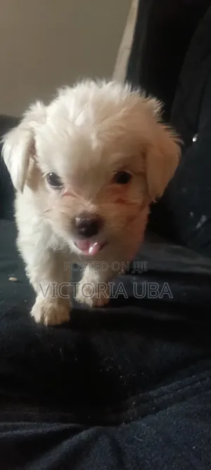 1-3 months Male Purebred Lhasa Apso