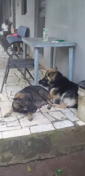 1+ year Male Purebred German Shepherd