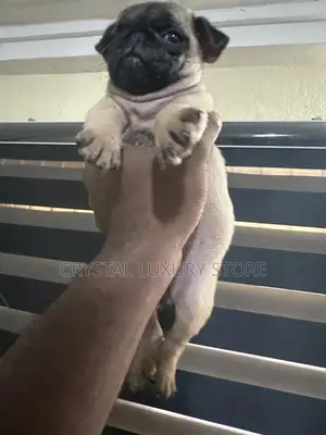 1-3 months Female Purebred Pug
