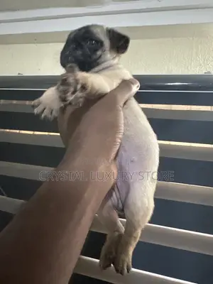 1-3 months Female Purebred Pug