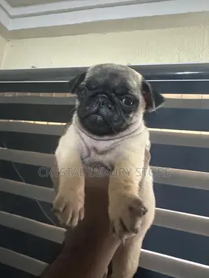 1-3 months Male Purebred Pug