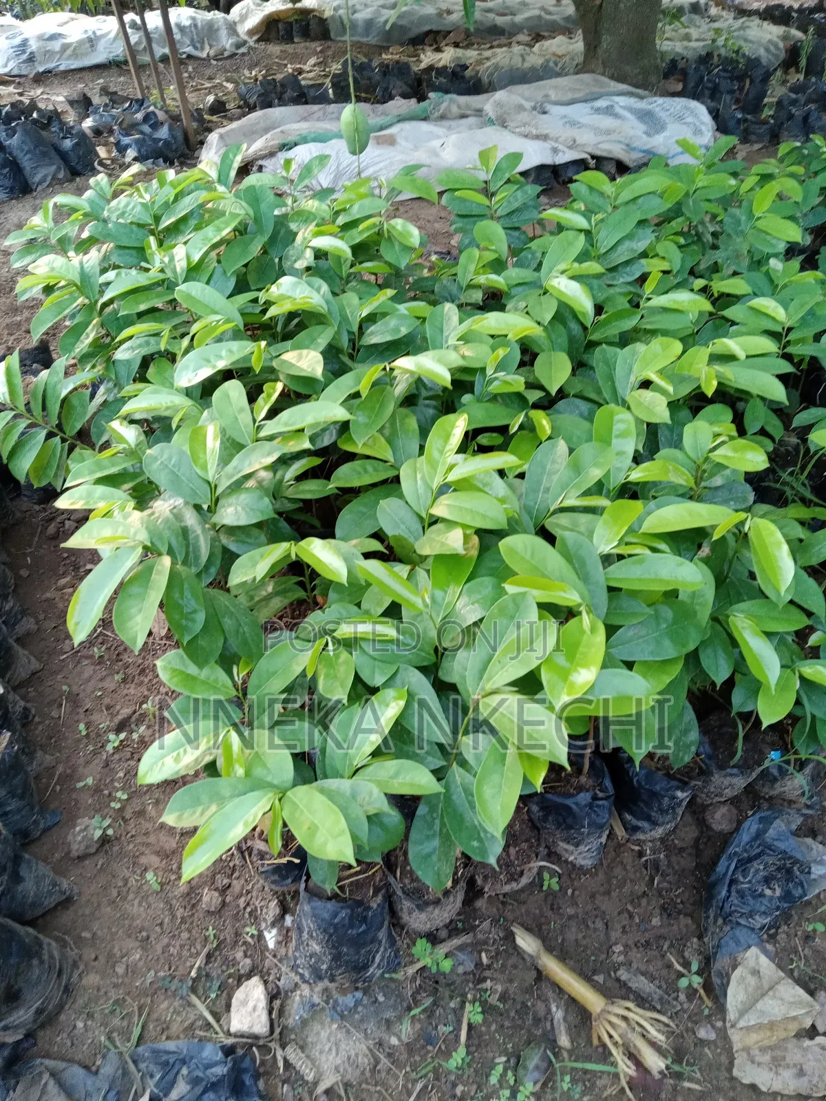 Soursop Seedlings