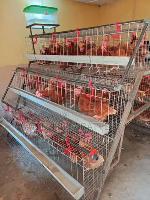 Deliver Nation Wide Cages