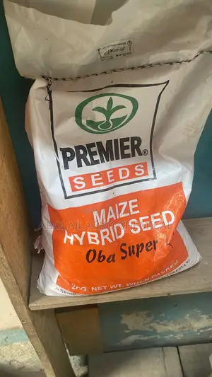 Maize Seed