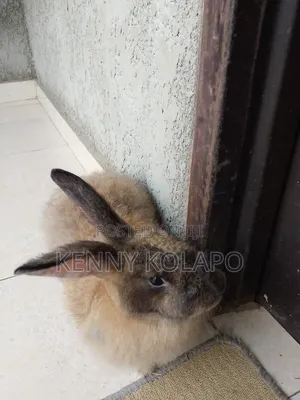 Angora Rabbit