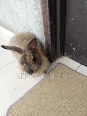Angora Rabbit