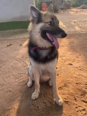 1+ year Male Purebred German Shepherd
