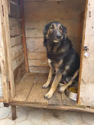 1+ year Male Purebred German Shepherd