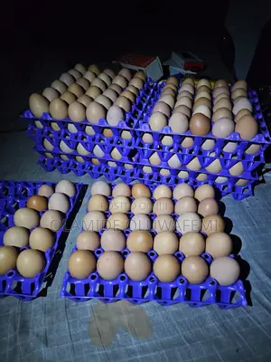 Egg Crates Very Big