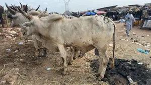 Healthy Cows for Sale