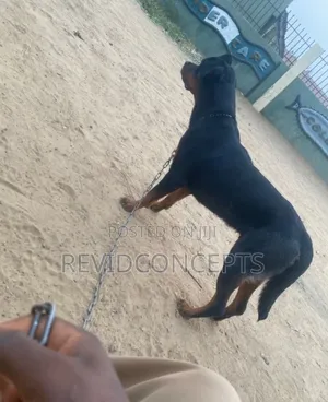 1+ year Male Purebred Rottweiler