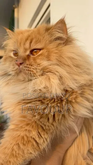 1+ year Male Purebred Persian