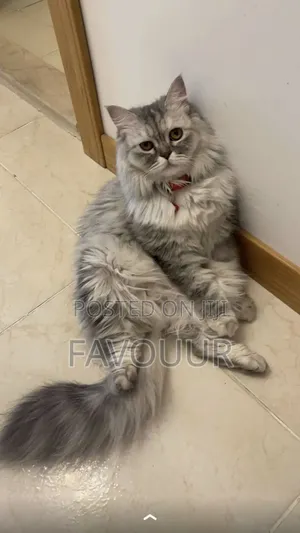 1-3 months Female Purebred Persian